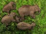 Lepeltje-lepeltje in de jungle: bijzondere beelden tonen slapende olifantenfamilie