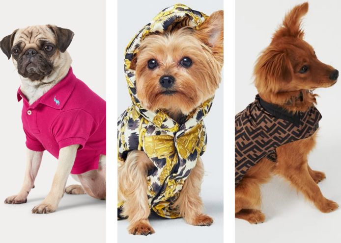 Kleren Authenticatie Sterkte Een hondenjasje van Versace of halsband van Louis Vuitton: luxemode voor  onze beestjes boomt. “Sommige honden vinden het maar niks” | Familie |  hln.be