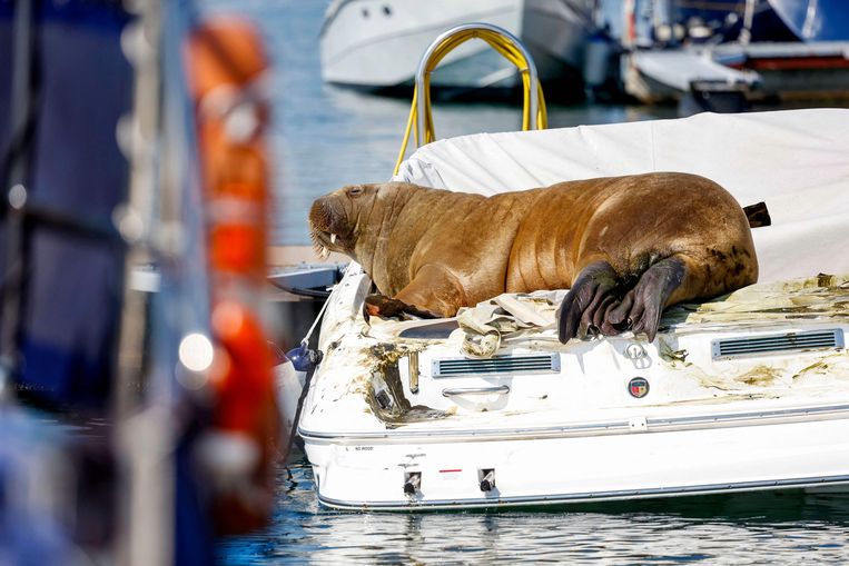 Freya in Oslo, spelend op een bootje. Beeld AFP
