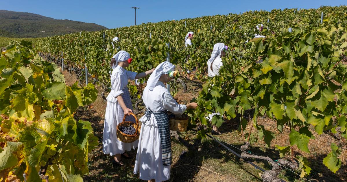 Onderzoekers waarschuwen: wijngaarden in Spanje, Frankrijk en Italië verdwijnen door droogte