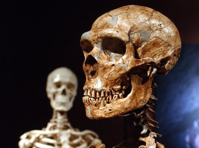 Het gereconstrueerde skelet van een neanderthaler (rechts) en dat van een mens.