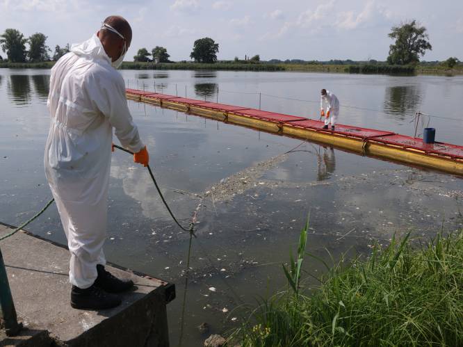Poolse regering kondigt onderzoek naar giftige algen in de Oder aan