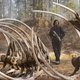 Adam Driver tussen de dino’s: ‘Stuntmannen in dinokostuums zaten ons achterna met een tennisbal op een stok’
