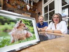 Almelose chihuahua doodgebeten door andere hond: ‘Ineens had die haar in de bek’