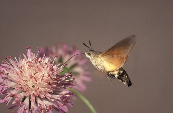 De kolibrievlinder is een nachtvlinder die ook overdag actief is.