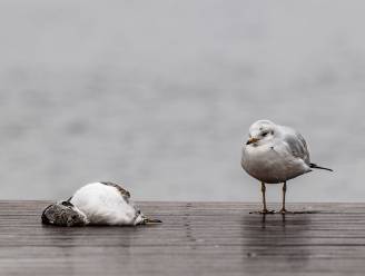 Vogelgriep slaat opnieuw toe in Zeeland, deskundigen houden hun hart vast
