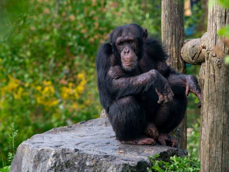 Alfaman Socrates bepaalt of nieuwe chimpansee in Beekse Bergen mag blijven