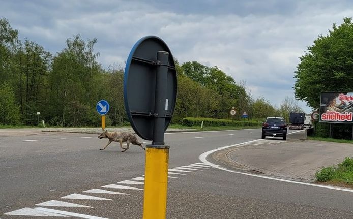 Wolf in Mol.