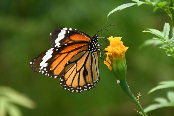 De monarchvlinder.