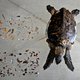 Ik stribbelde inwendig tegen toen ik zag waar ik werkelijk naar keek: een hartstikke dode schildpad
