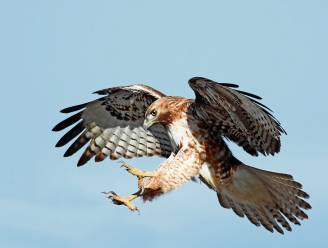 Leer meer over Arendonkse valkenierstraditie tijdens roofvogeldemonstratie 