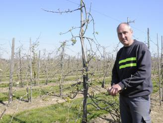Fruitteler Kris Janssens deelt opnieuw in de klappen: “Na zomerse hagelbuien zorgt nu de vrieskou voor zware verliezen in de appeloogst”