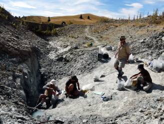 Fossielen van grote uitgestorven vleermuis gevonden in Nieuw-Zeeland