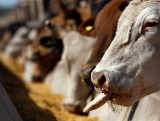 Zeewier in voer kan methaanuitstoot van boerende koeien met 82 procent verminderen