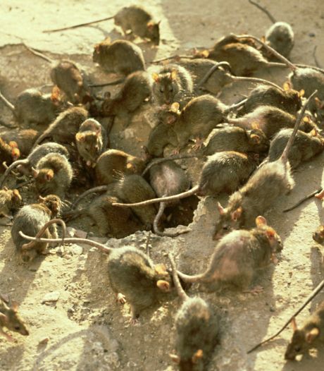 Ratten ‘verdacht’ van opeten honderden kilo’s cannabis in India