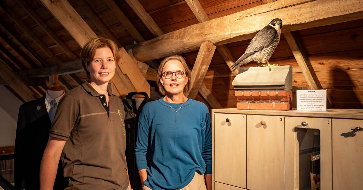 Slechtvalk die in Best de dood vond in de tuin van de pastorie ‘leeft’ nu verder in Liempde