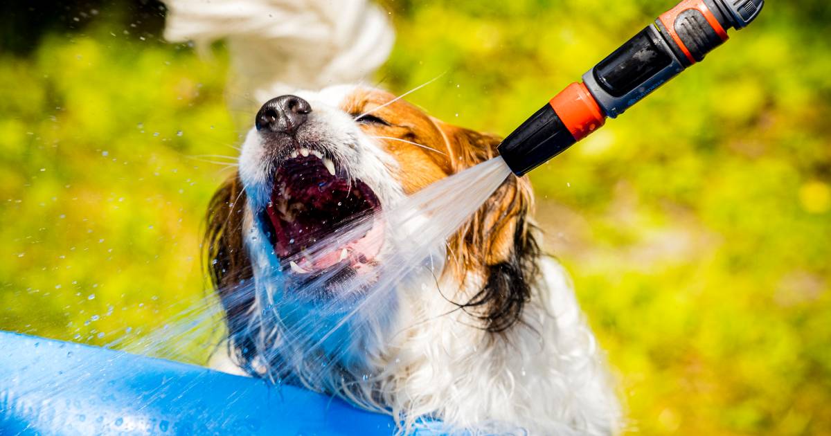 NVWA waarschuwt: ‘Ook dieren hebben bij hitte behoefte aan verkoeling’