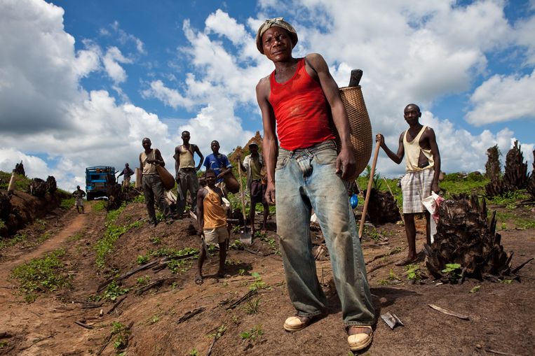 Arbeiders op de Lokutu palmolieplantage in Congo.  Beeld Hollandse Hoogte / Kris Pannecoucke
