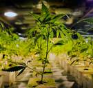 Wiet veroorzaakt psychoses volgens steeds meer studies: hoe sterk is het verband?