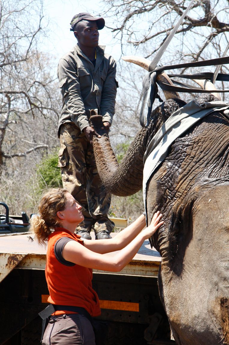 Een olifant gaat op transport, 2011. Beeld Prive album