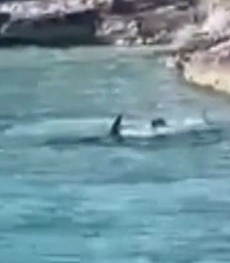 Des touristes filment un chien plongeant dans l’eau avec un requin-marteau aux Bahamas