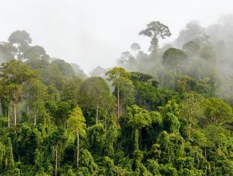 Hoe een reusachtig gordijn in Peru geheimen van het nevelwoud moet ontrafelen