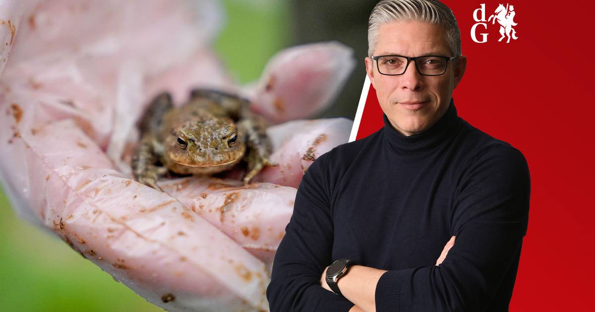 Traumahelikopter ingezet voor gewonden na frontale botsing in Doesburg • Padden trekken weer massaal de ‘gevaarlijke’ Waal