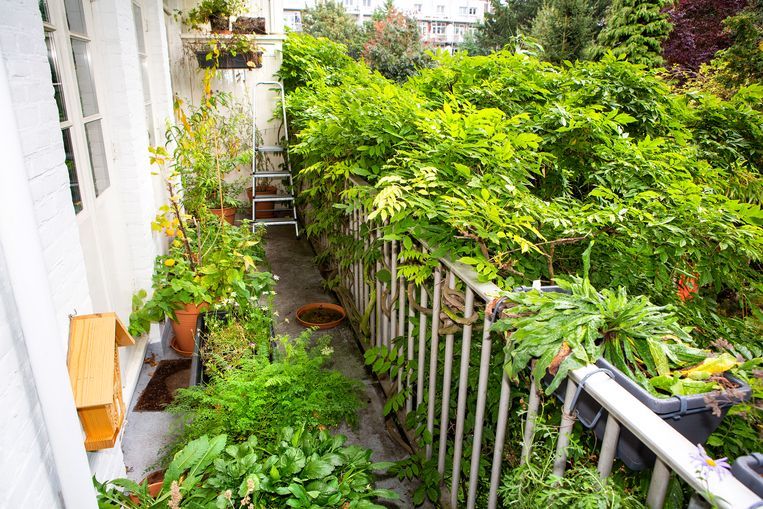 Woekerend groen en het insectenhotel op Caspar Janssens balkon. Beeld Najib Nafid