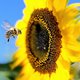 Onderzoek bevestigt vermoeden: vooral de stapeling van meerdere landbouwgiffen nekt de bijen in ons land