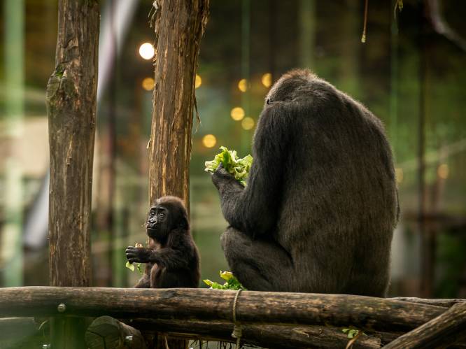 Gorilla Mambele in blijde verwachting