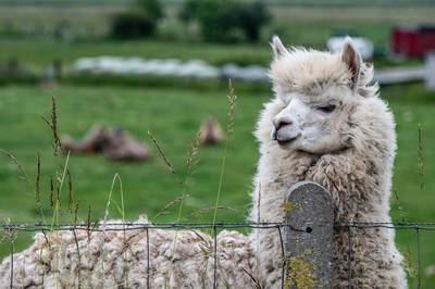 Verhuurde Bert de alpaca? Dat kan hem zomaar 50.000 euro kosten, als de gemeente de dwangsom int