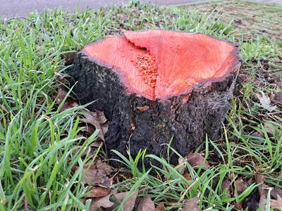 Automobilist (56) laat na ongeval op zijn kosten bomen rooien die zicht belemmerden: straf en boete 