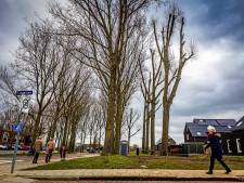 Dordrecht gaat bomen ‘kandelaberen’ en dit is wat dat betekent