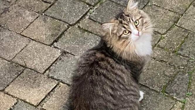 
Familie belooft 500 euro aan degene die poes Diva terugvindt: ‘Hier in de wijk zijn drie raskatten vermist’
