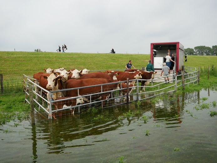 Vrijwilligers helpen bij het evacueren van de Hereford-koeien en -kalveren uit de IJssel-uiterwaarden bij Zwolle.