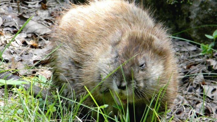 De muskusrat is een schadelijke diersoort.