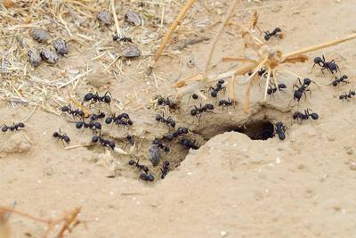 Kleine beestjes die krioelen