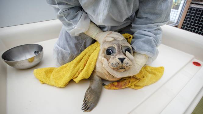 Dierenbeschermers blijven zeehonden redden, ook als het niet meer mag