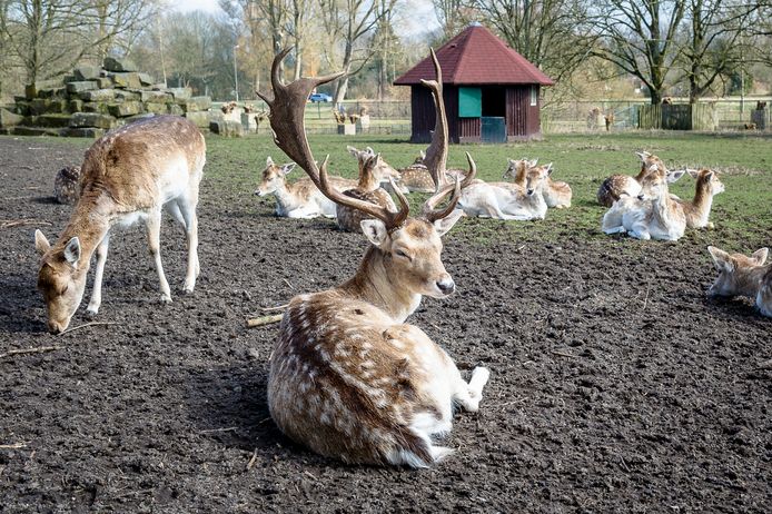 Als het aan minister Adema (Landbouw) ligt komt er definitief een einde aan het hertenkamp in Nederland. Dus ook aan deze, in het Kralingse Bos in Rotterdam.