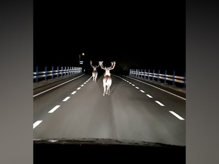 Plotseling duiken drie herten op voor de koplampen van Cjacco