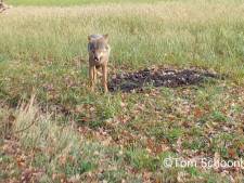 Tom filmt wolf bij daglicht op Sallandse Heuvelrug: ‘Waanzinnig beeld’
