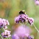 Red de bijen: deze bloemen en planten kun je het beste wegzetten