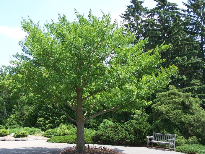 Een voorbeeld van een Japanse notenboom.