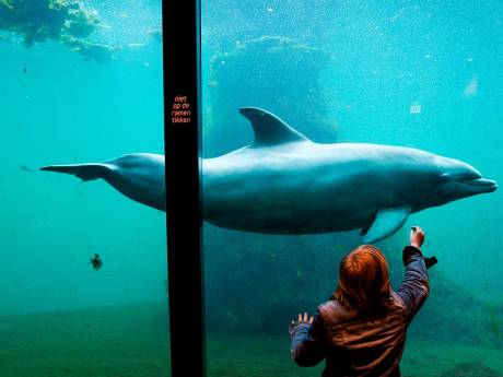 Waar moeten Dolfinarium-dolfijnen dan wél heen? ‘Verhuizing China schuld van dierenorganisaties’