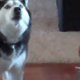 Husky huilt gezellig mee met baby