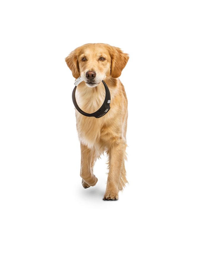 bom ruilen uitvegen Voyce: elektronische halsband meet gezondheid hond | Overig | bndestem.nl
