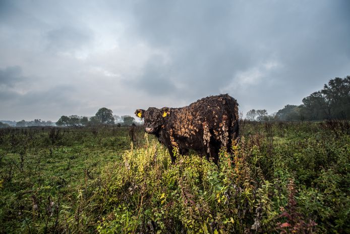 In Meinerswijk zijn de gallowayrunderen nooit ver weg. Als de bezoeker te dichtbij komt, gaat het rund meestal weg. De konikspaarden in het gebied komen vaak juist naar de mensen toe.