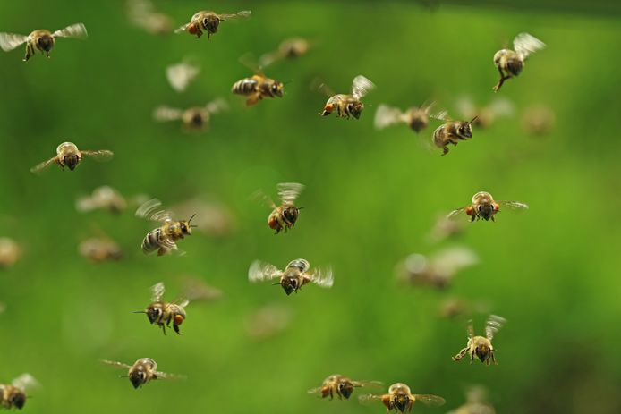 Het bewustzijn van bijen zou wel eens heel anders kunnen zijn dan dat van mensen. Misschien hebben zij unieke emotionele toestanden die gepaard gaan met de opwinding van het zwermproces of de sensatie van het ontdekken van een bijzonder nectarrijk bloemtype.