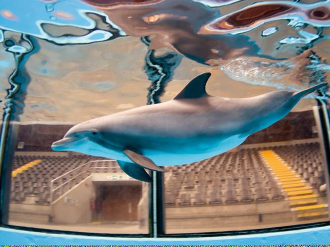 Ook bioloog Midas Dekkers zet dolfijn als eerste op zwarte lijst: “Sluit dat circus liever vandaag dan morgen”