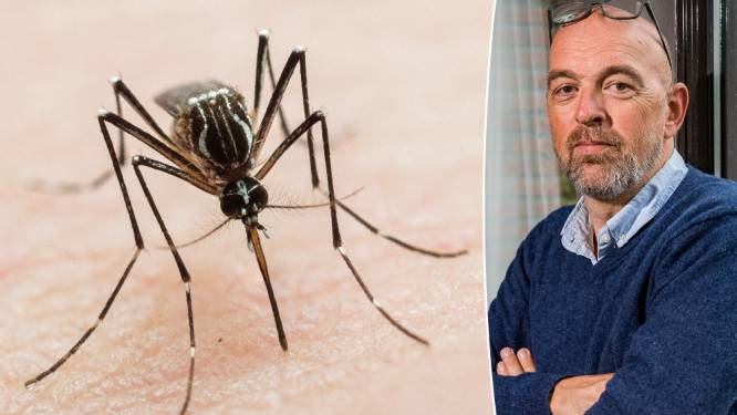 Waarom zijn er zoveel muggen en wat kunnen we ertegen doen? “Insectenspray is pas de laatste verdediging”